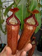 Nepenthes ventricosa x macfarlanei 2